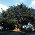 幹回り約7.8m、国内有数のカヤの巨樹