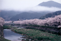 鮫川沿いの桜並木