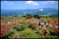 県立自然公園「高柴山」
