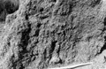 二つ沼貝殻化石