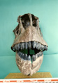 広野町自然分野購入標本　「カマラサウルス頭骨」