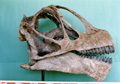 広野町自然分野購入標本　「カマラサウルス頭骨」