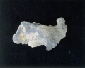三葉虫の這った跡　石岩紀　アメリカインディアナ州