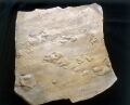 ラオポルス（哺乳型爬虫類）の足跡　ペルム紀　アメリカアリゾナ州