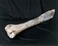 ハドロサウルスのすねの骨　白宍紀　アメリカモンタナ州