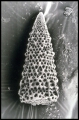 放散虫（珪質の殻を持つプランクトン）　白亜紀前期　ニタラチ層　北海道浦河町