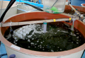 ホシガレイ稚魚飼育水槽(1t)
