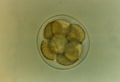 アワビ卵4細胞期