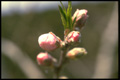 モモの蕾、開花３・４日前（４月中旬）