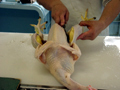 鶏解体(14)モモ肉側へ入刀