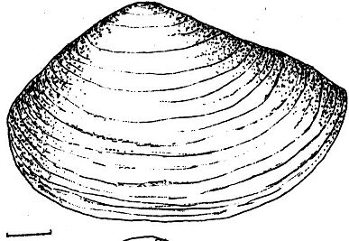 高郷の地質と化石 会津化石研究グループ -033/066page