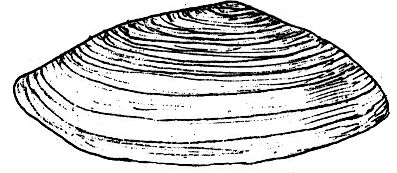 高郷の地質と化石 会津化石研究グループ -033/066page