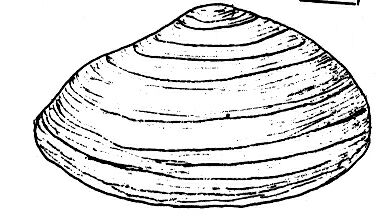 高郷の地質と化石 会津化石研究グループ -033/066page