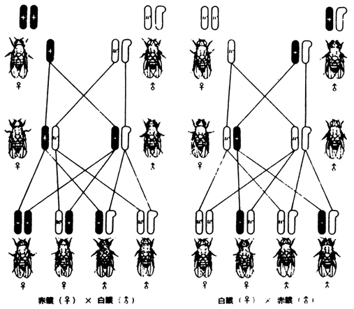 ショウジョウバエの遺伝と実験 (1952年)