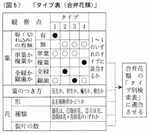 (}5)^Cv\(ىԗ)